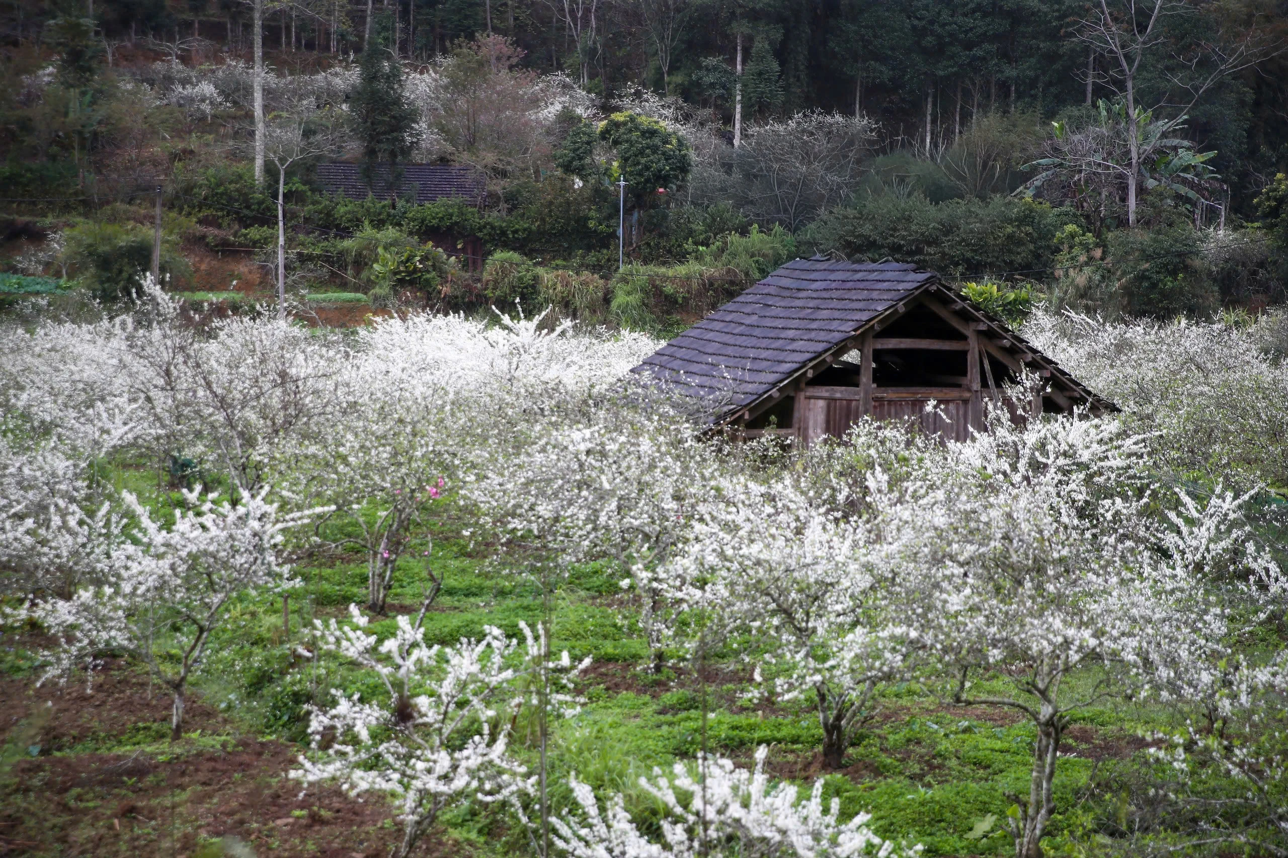 Lạc lối trong sắc hoa mận của cao nguyên Bắc Hà - Hình 12