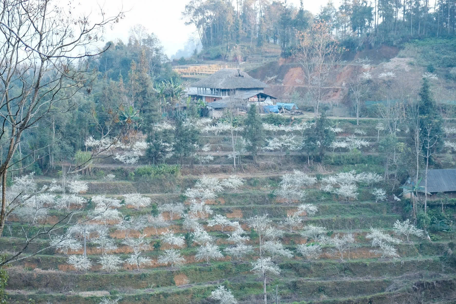 Lạc lối trong sắc hoa mận của cao nguyên Bắc Hà - Hình 1