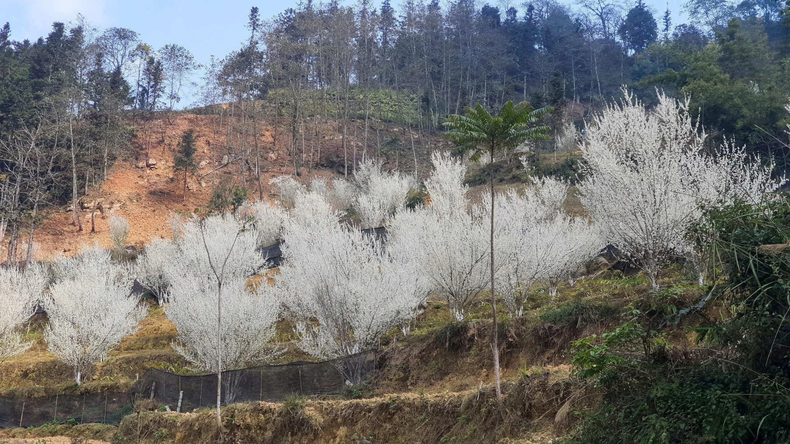 Lạc lối trong sắc hoa mận của cao nguyên Bắc Hà - Hình 3