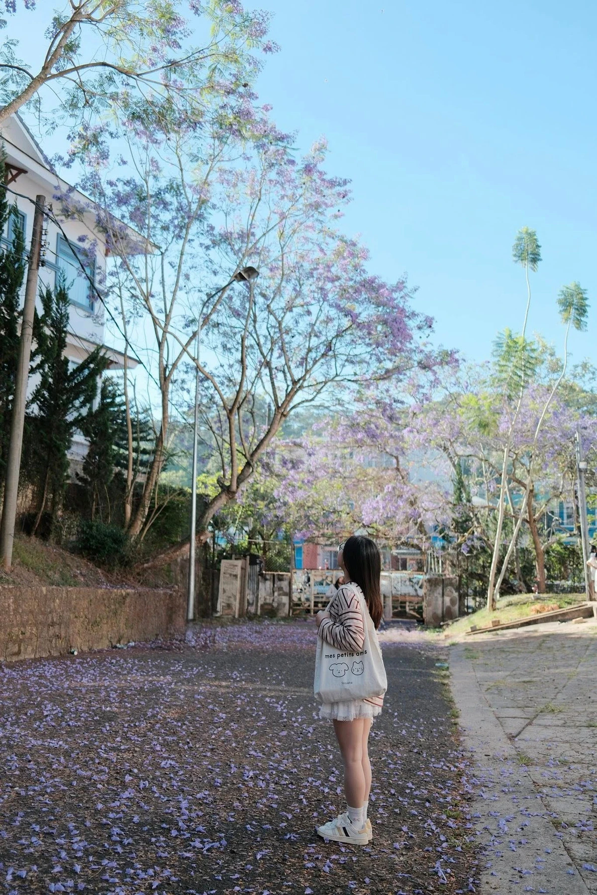 Đà Lạt khoác áo tím, du khách rủ nhau săn mùa hoa lãng mạn nhất năm - Hình 8