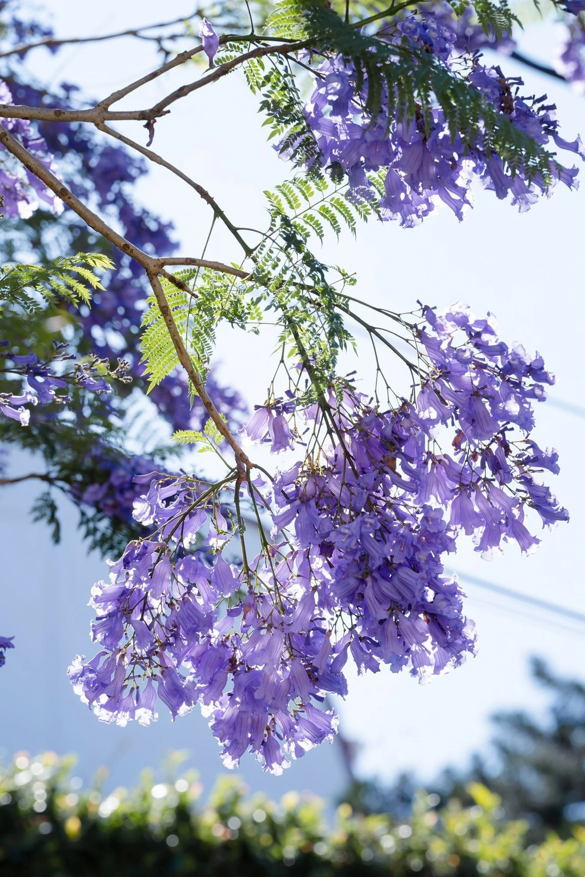 Đà Lạt khoác áo tím, du khách rủ nhau săn mùa hoa lãng mạn nhất năm - Hình 4