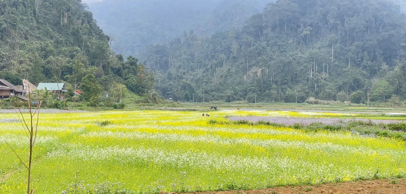 Du khách nô nức check-in ở thung lũng hoa cải vàng - Hình 2