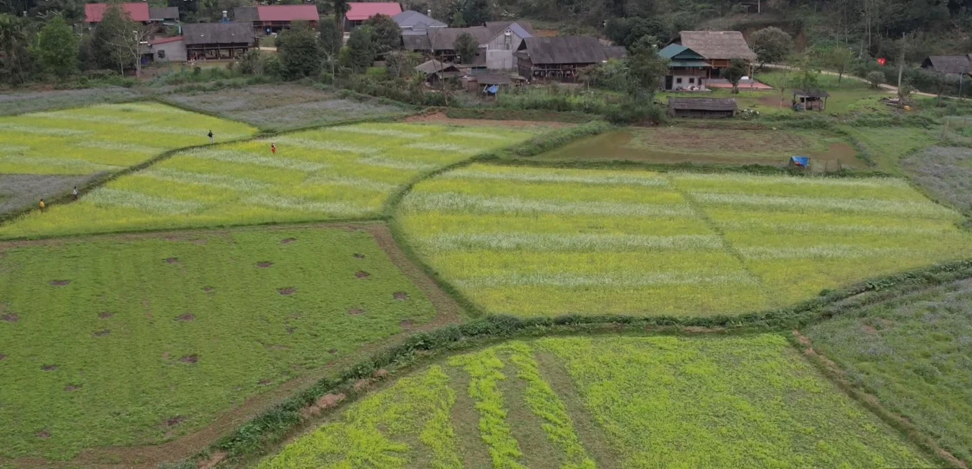 Du khách nô nức check-in ở thung lũng hoa cải vàng - Hình 7
