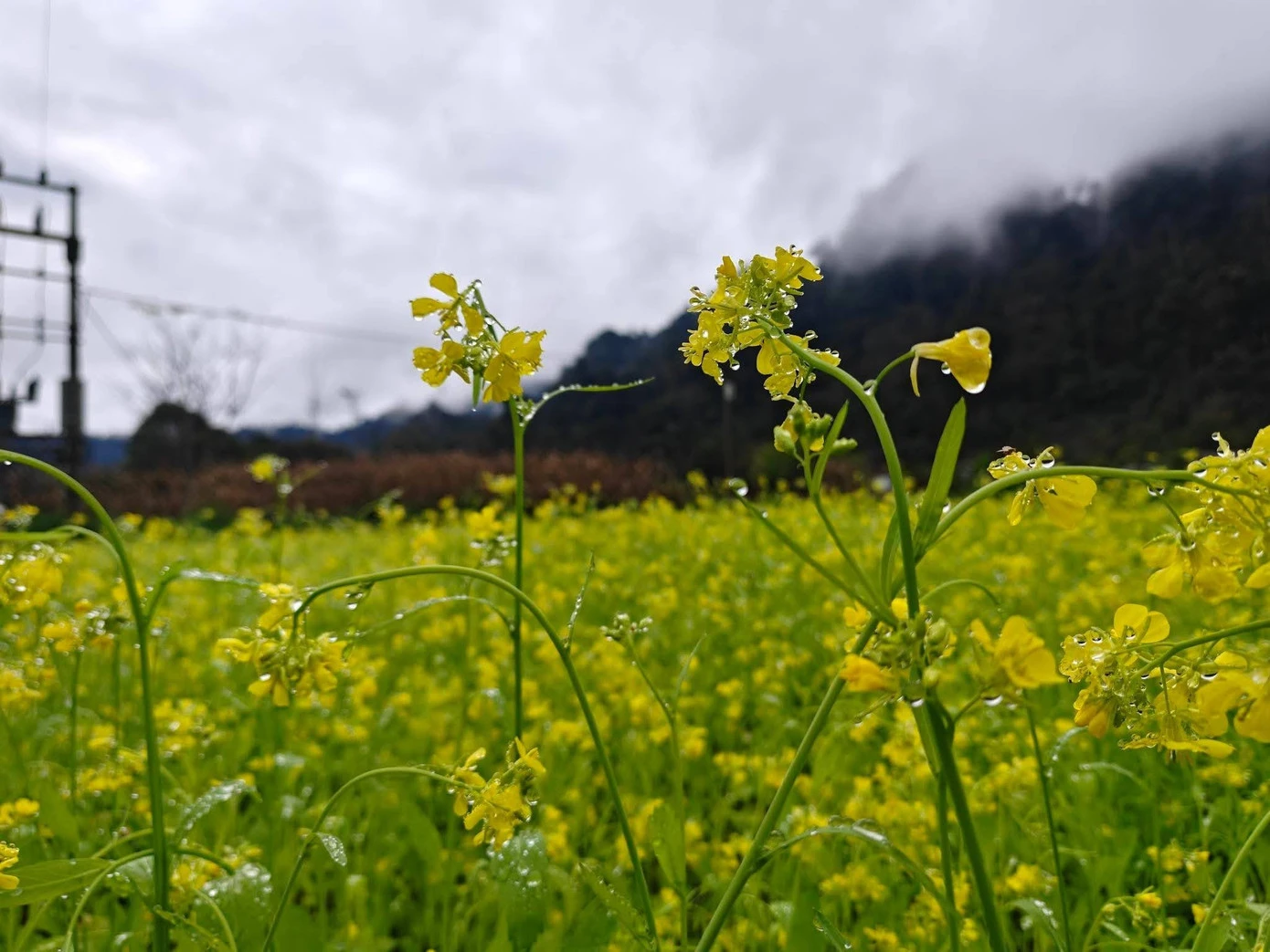 Du khách nô nức check-in ở thung lũng hoa cải vàng - Hình 5