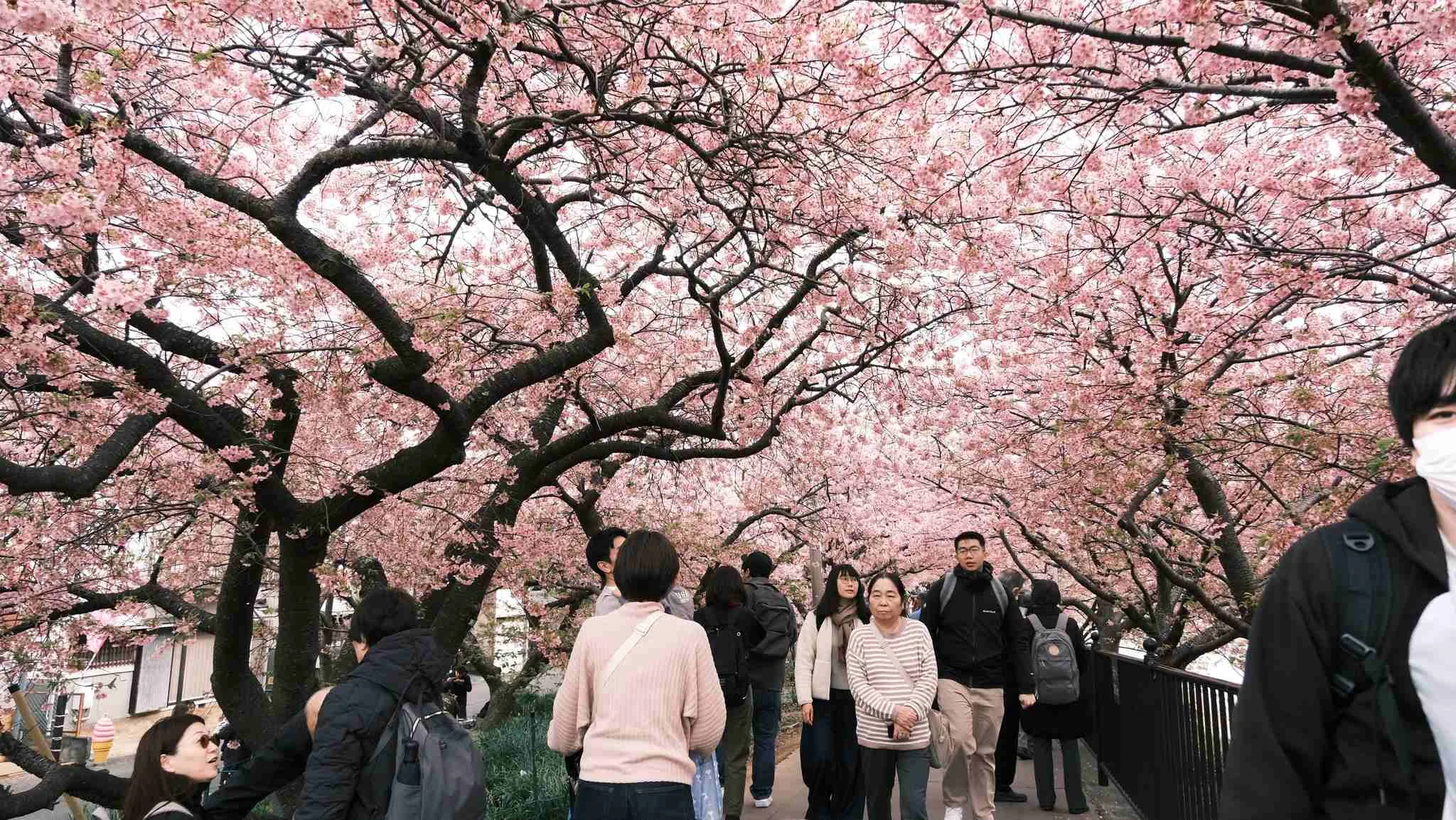 Mùa hoa anh đào bắt đầu, tour Nhật hút khách Việt - Hình 1