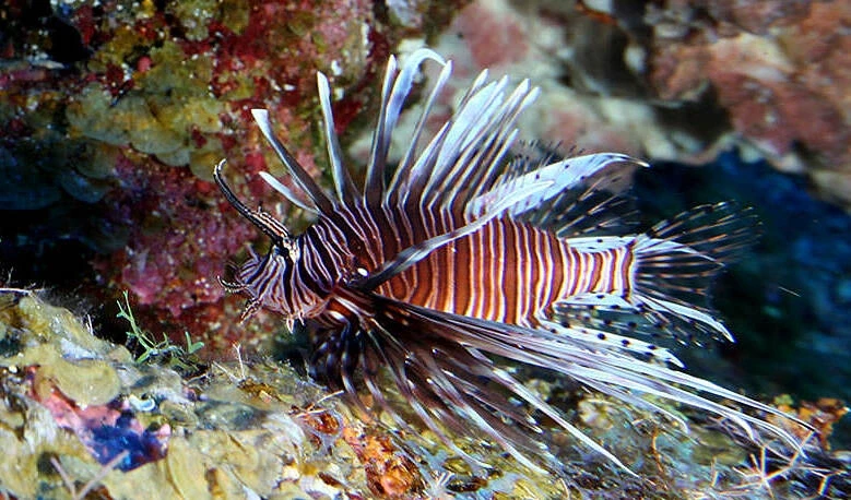 Cá sư tử càn quét đại dương, giới khoa học khuyên ăn là cách cứu hệ sinh thái - Hình 3