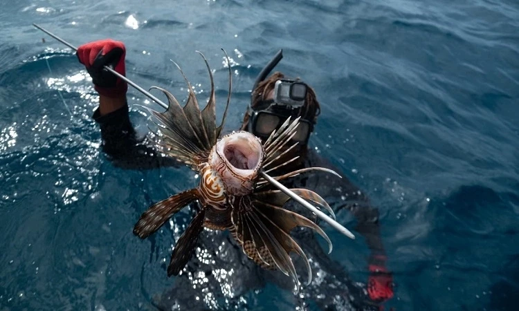 Cá sư tử càn quét đại dương, giới khoa học khuyên ăn là cách cứu hệ sinh thái - Hình 5