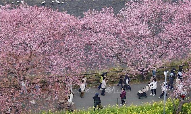 Mùa hoa anh đào tại Nhật Bản sẽ đến sớm hơn mọi năm - Hình 1