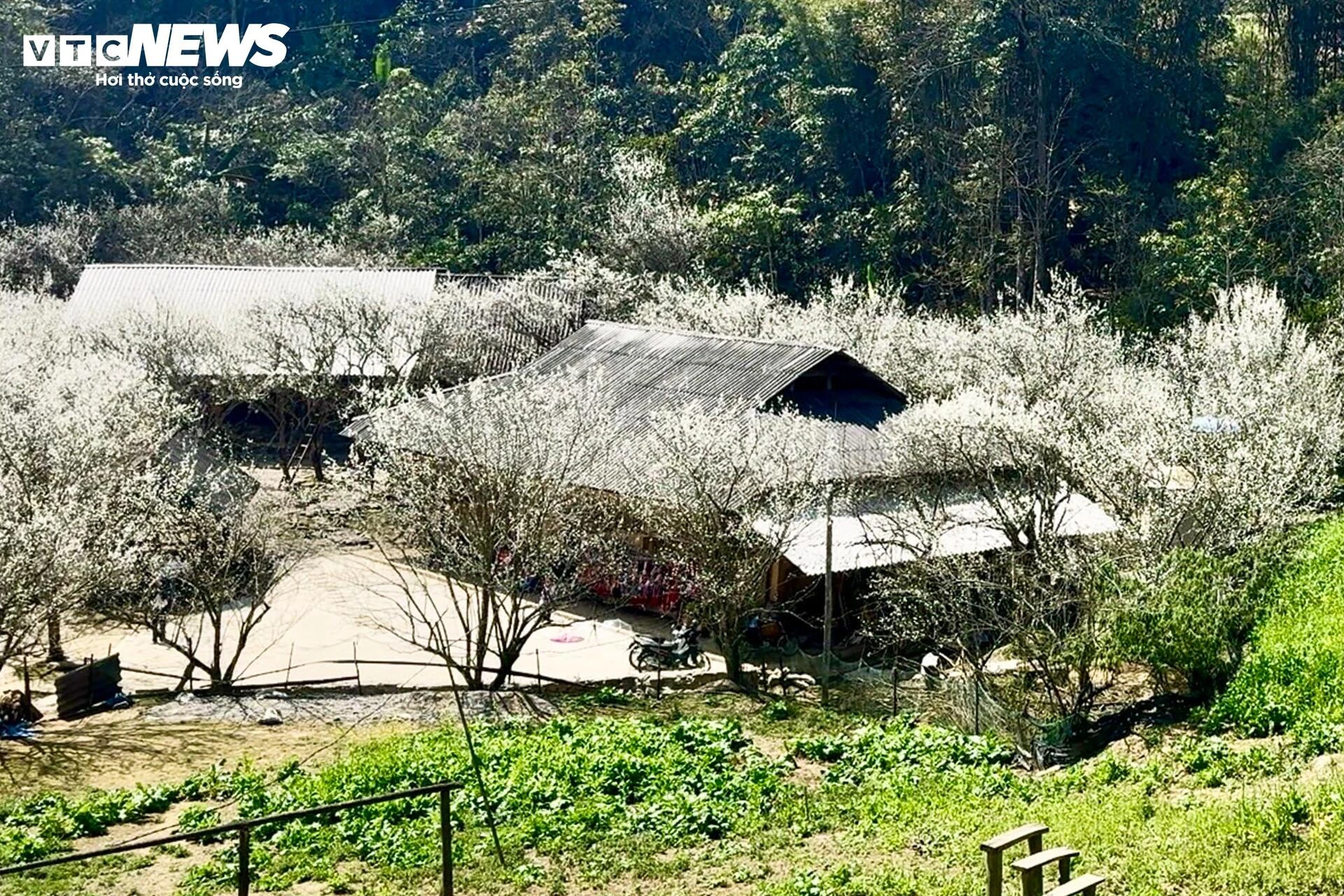 Núi rừng Lào Cai phủ trắng sắc hoa mận cuối tháng 2 - Hình 4