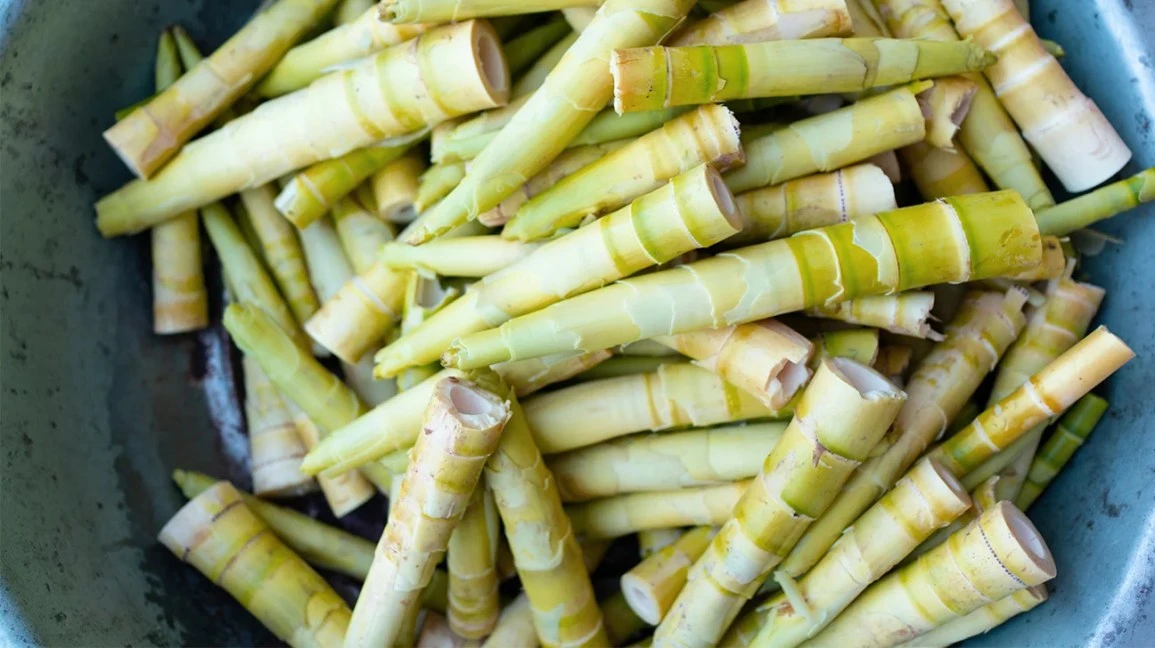Măng tre có tác dụng gì? - Hình 1