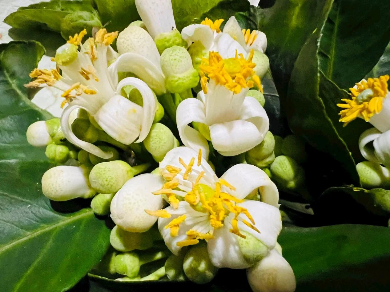 Hoa bưởi: Những lợi ích sức khỏe ít người biết - Hình 1