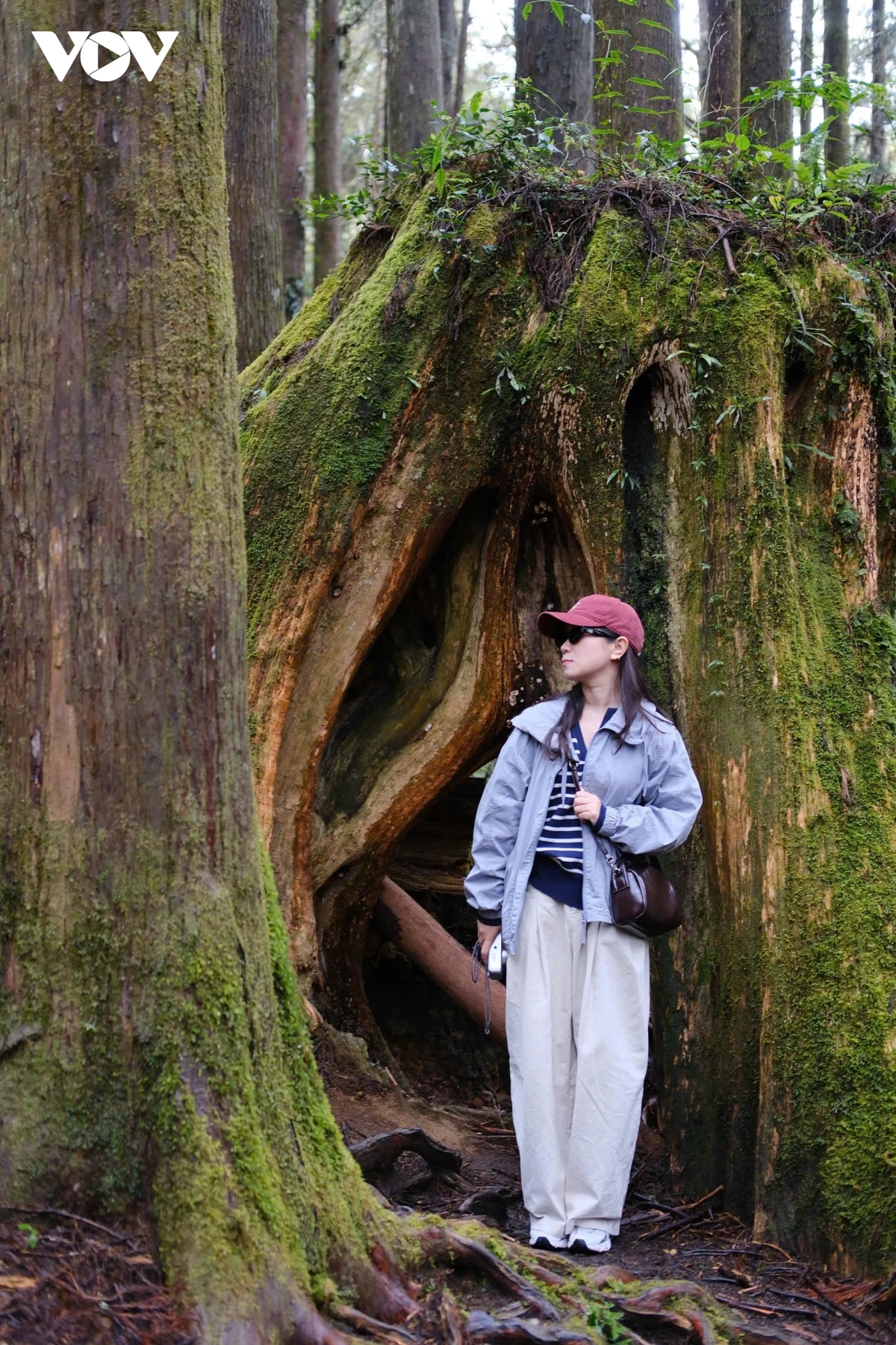 Du xuân Alishan - Lạc giữa biển mây và rừng cổ thụ của Đài Loan - Hình 12