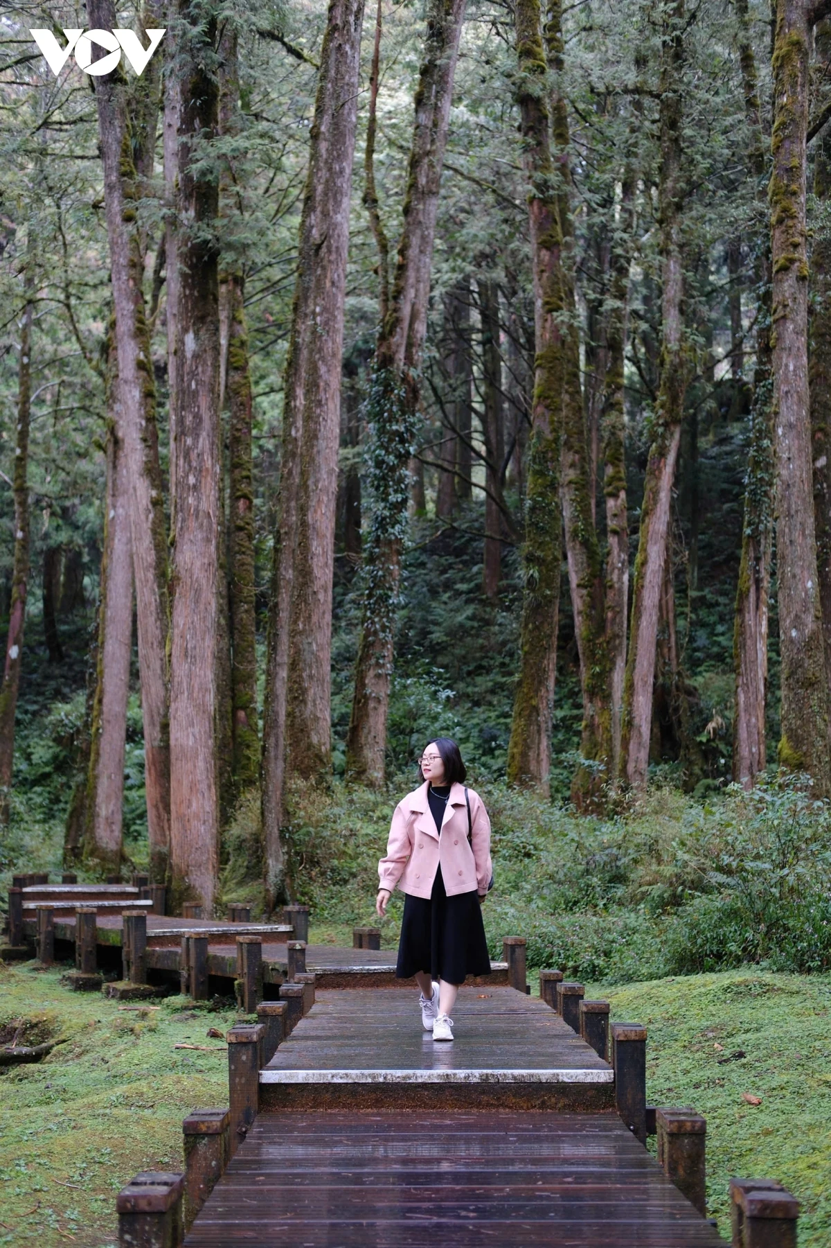 Du xuân Alishan - Lạc giữa biển mây và rừng cổ thụ của Đài Loan - Hình 11