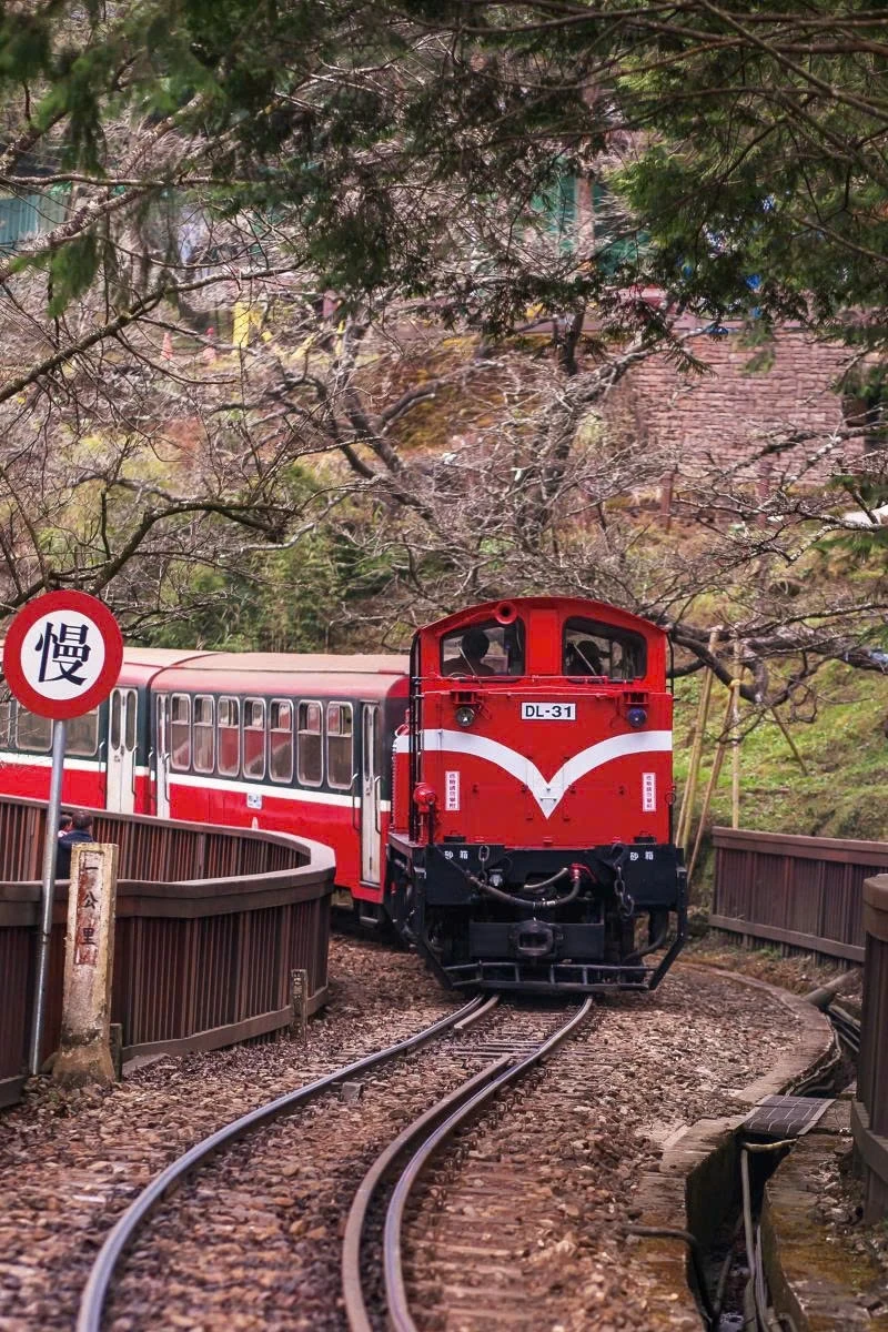 Du xuân Alishan - Lạc giữa biển mây và rừng cổ thụ của Đài Loan - Hình 6