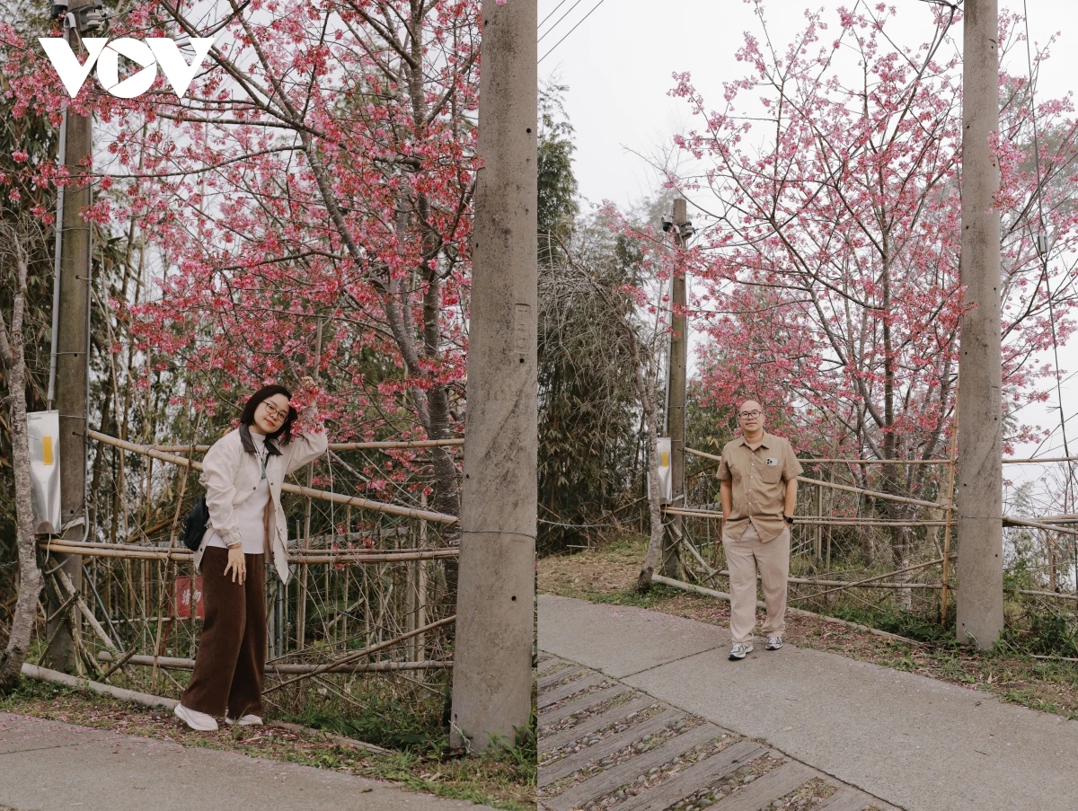 Du xuân Alishan - Lạc giữa biển mây và rừng cổ thụ của Đài Loan - Hình 3