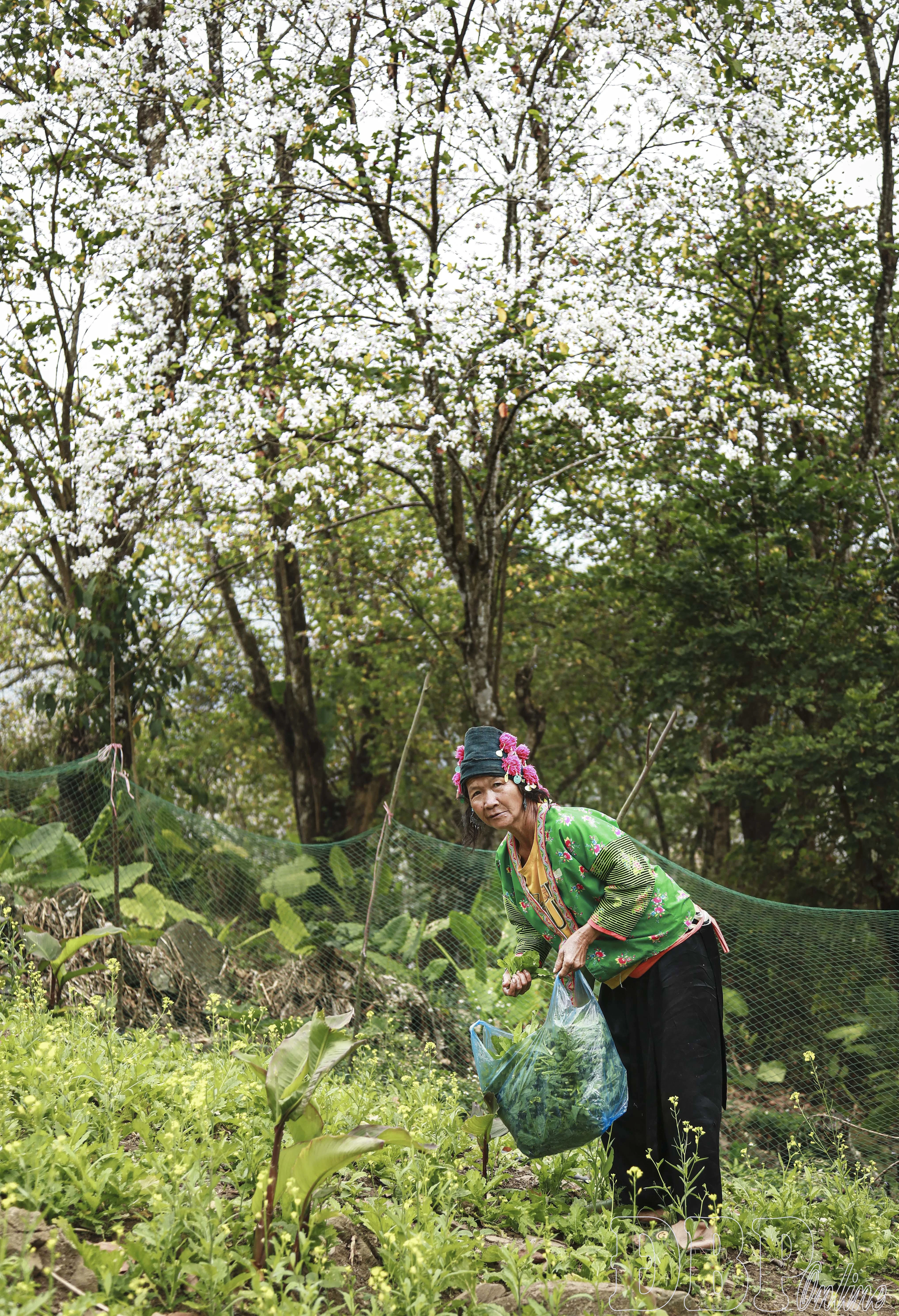 Rừng ban cổ Nặm Cứm gọi mời du khách - Hình 3