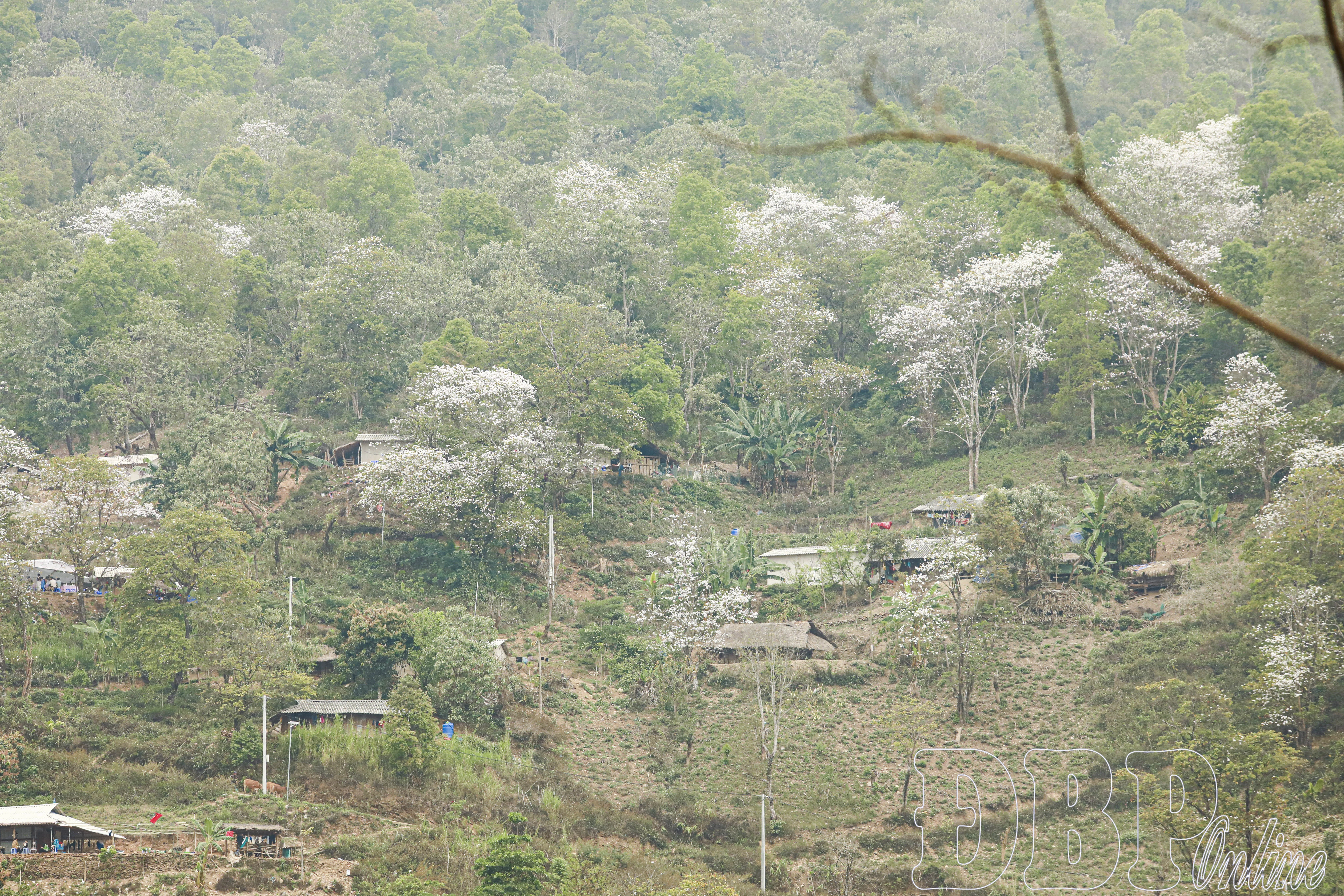 Rừng ban cổ Nặm Cứm gọi mời du khách - Hình 4