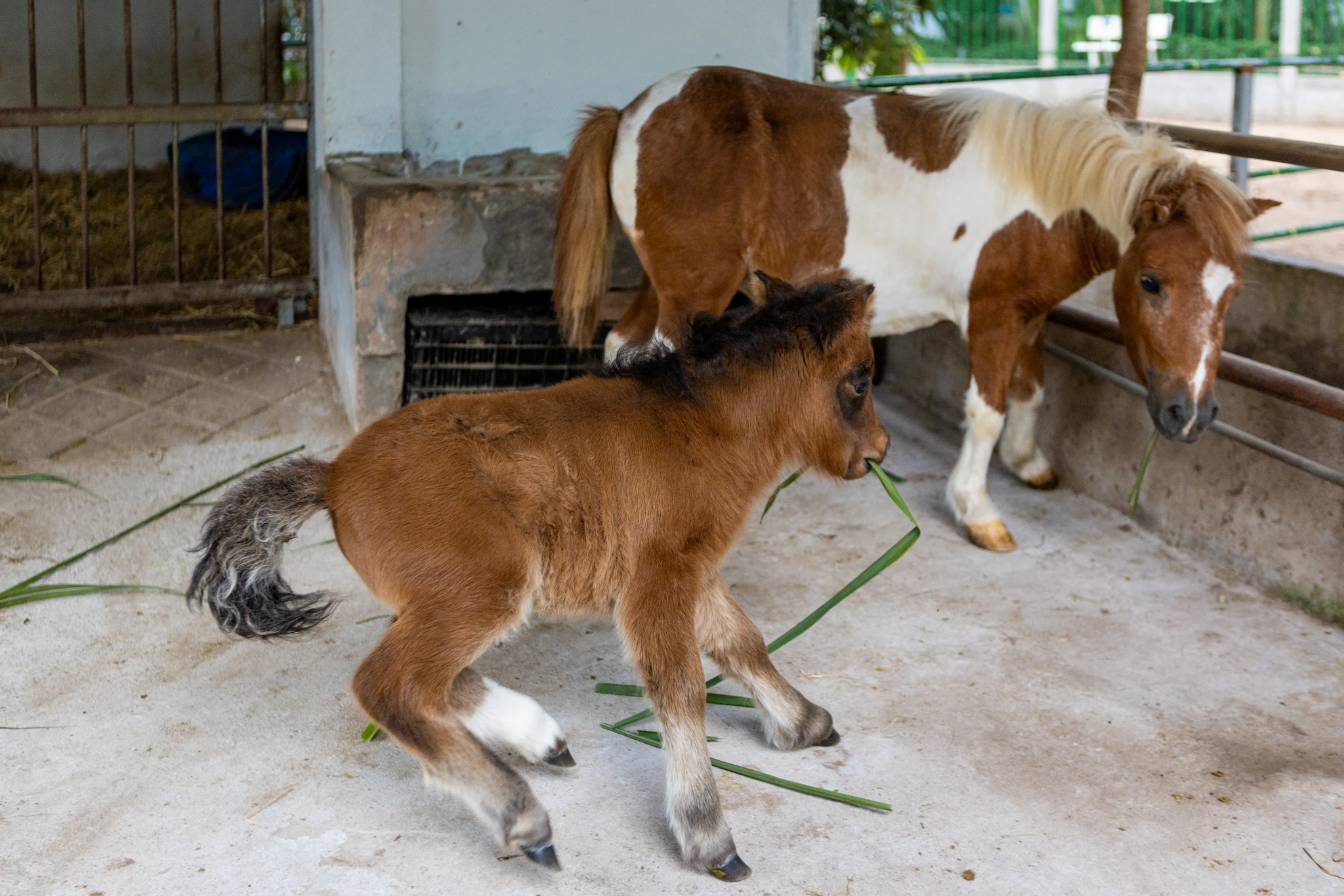 Ngựa lùn Cacao 1 tháng tuổi ở Thảo Cầm Viên chưa hết hot - Hình 2
