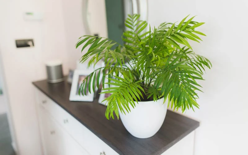 3 loại cây tuổi 40 rất cần - Hình 2