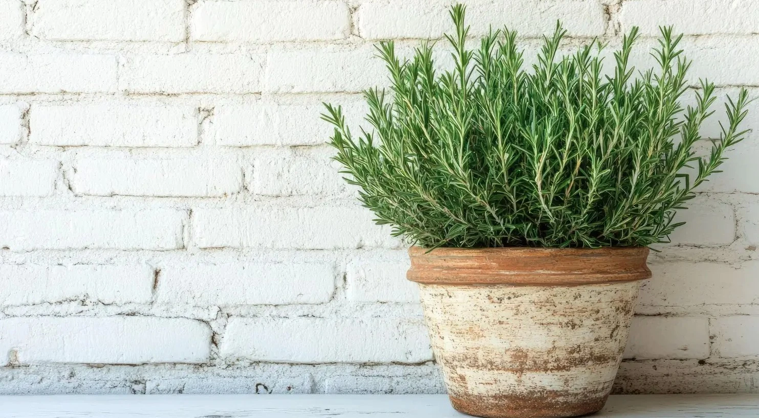 3 loại cây tuổi 40 rất cần - Hình 3