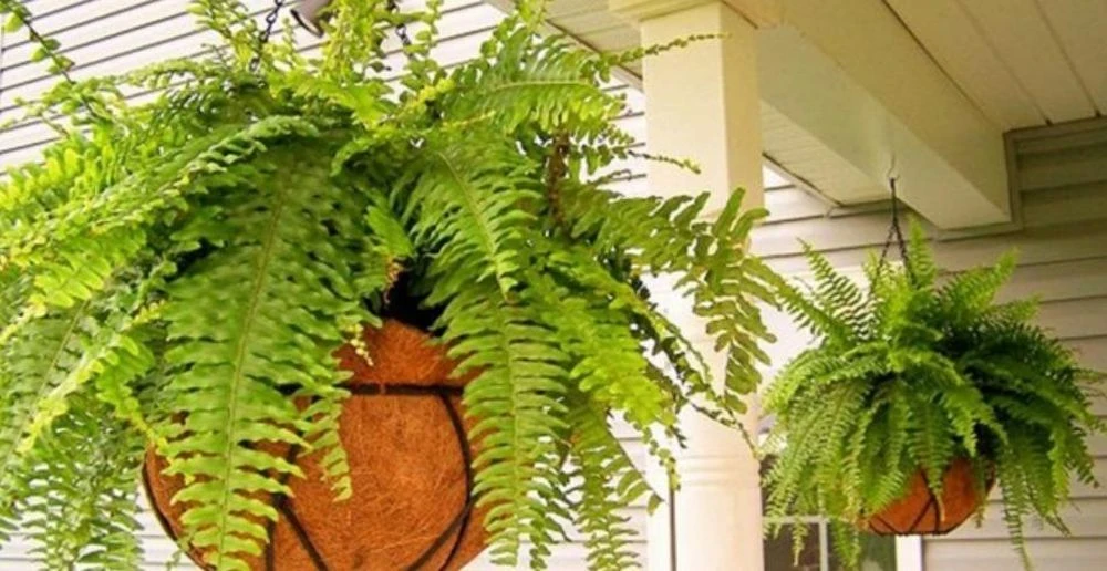 5 loại cây nên đặt trong phòng ngủ: Lợi ích bất ngờ không phải ai cũng biết - Hình 2