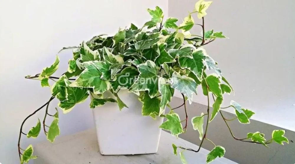 5 loại cây nên đặt trong phòng ngủ: Lợi ích bất ngờ không phải ai cũng biết - Hình 1