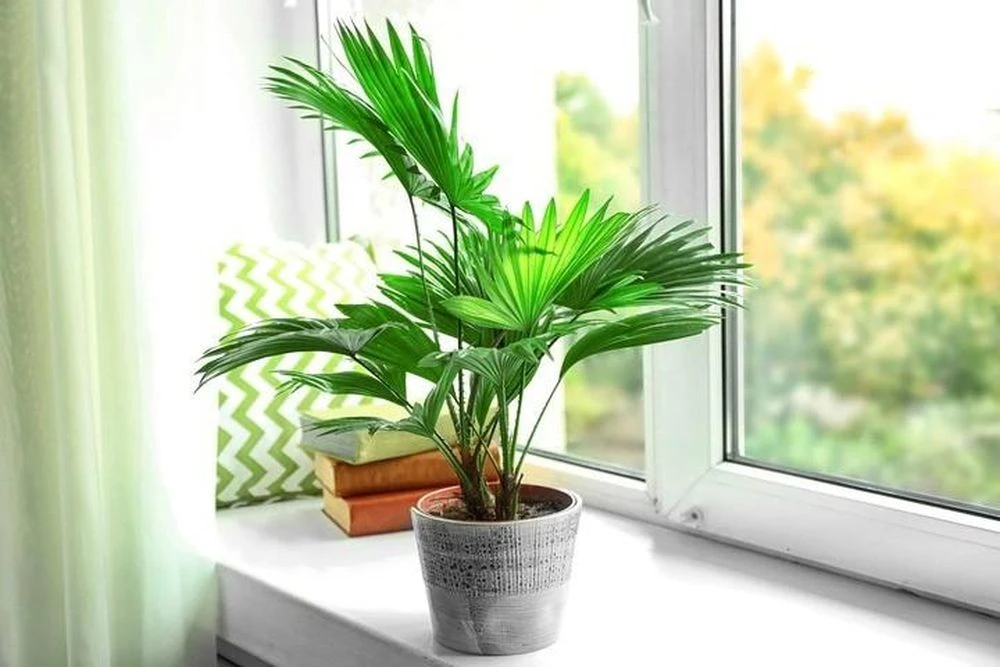 5 loại cây nên đặt trong phòng ngủ: Lợi ích bất ngờ không phải ai cũng biết - Hình 3