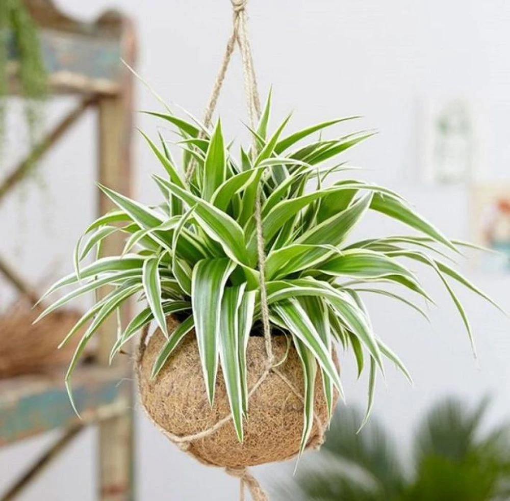 5 loại cây nên đặt trong phòng ngủ: Lợi ích bất ngờ không phải ai cũng biết - Hình 5