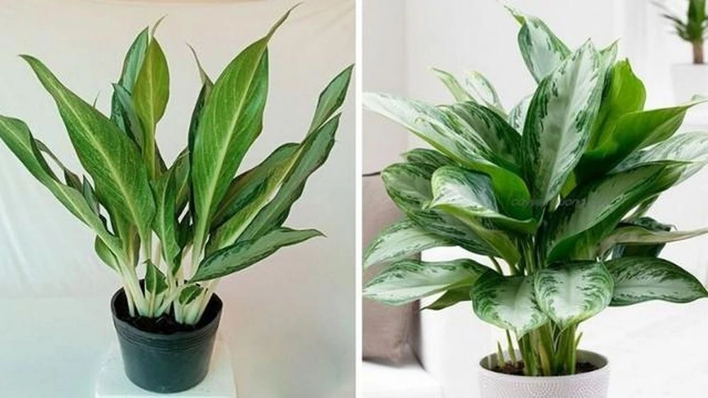 Cây giữ tiền ra hoa có độc không, ý nghĩa? - Hình 1