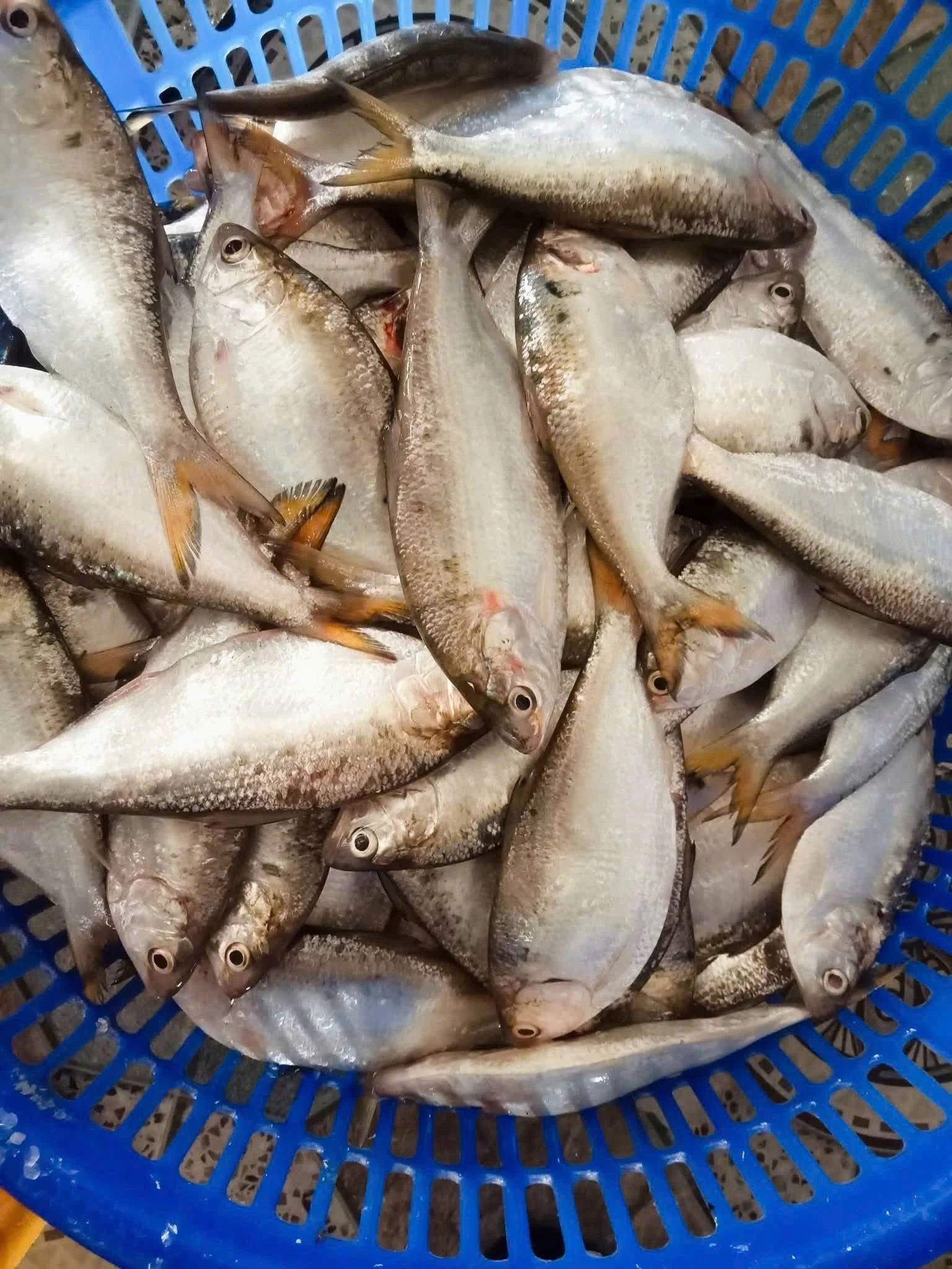 4 nhóm người nên hạn chế ăn cá mòi - Hình 1