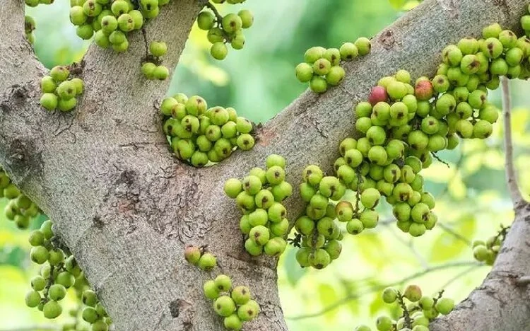 Loại quả mọc bờ rào xưa rụng đầy gốc, nay thành đặc sản ở thành phố, trồng 1 lần thu hoạch nhiều năm, muối chua hay kho ngon hết cỡ - Hình 1