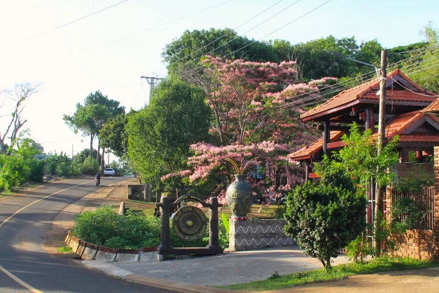 Muồng hoa đào nở rộ, hút khách đến làng Ơp check-in - Hình 1