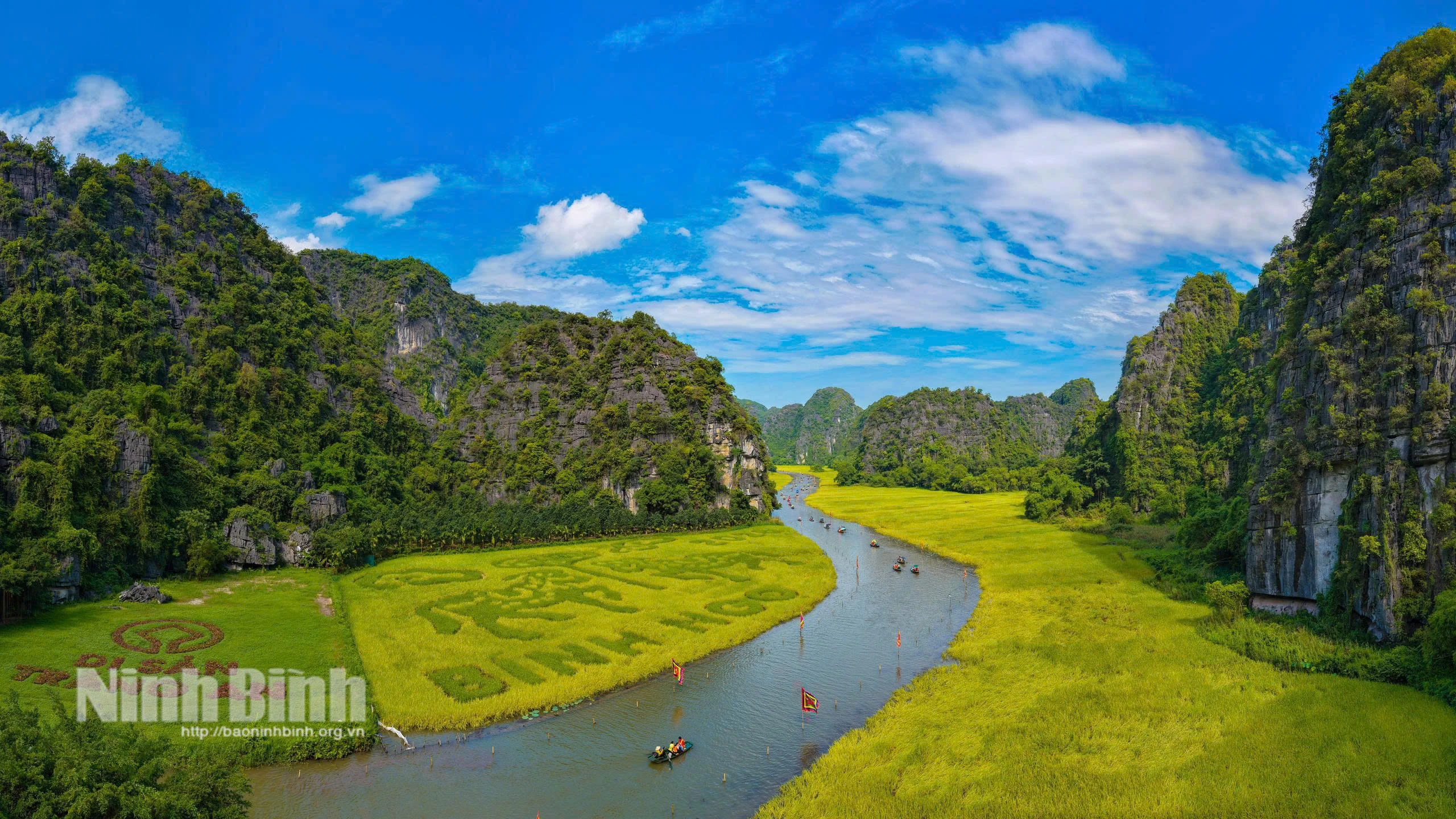 Cánh đồng Tam Cốc 2026: Thảm màu rực rỡ trước ngày khai hội - Hình 1
