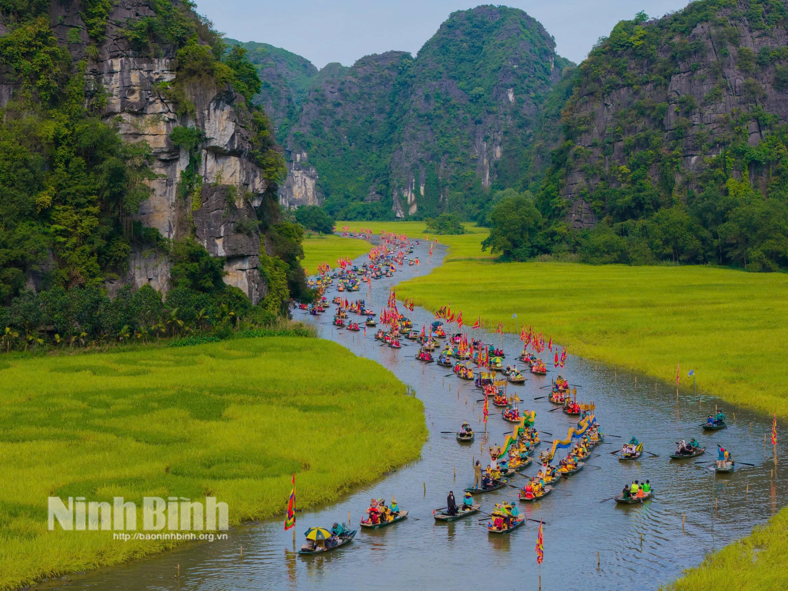 Cánh đồng Tam Cốc 2026: Thảm màu rực rỡ trước ngày khai hội - Hình 4