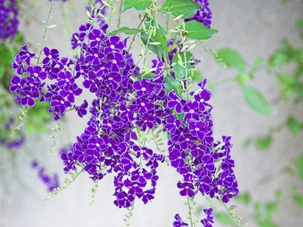 Nửa cuối tháng 4 âm lịch, 3 con giáp thời tới cản không kịp, Thần Tài theo bước, ban phát tiền vàng tiêu xài thả ga, giàu sang sung túc - Hình 1