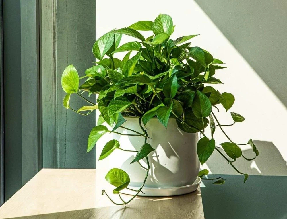 6 cây cảnh giúp làm mát nhà hiệu quả ngày nắng nóng - Hình 1