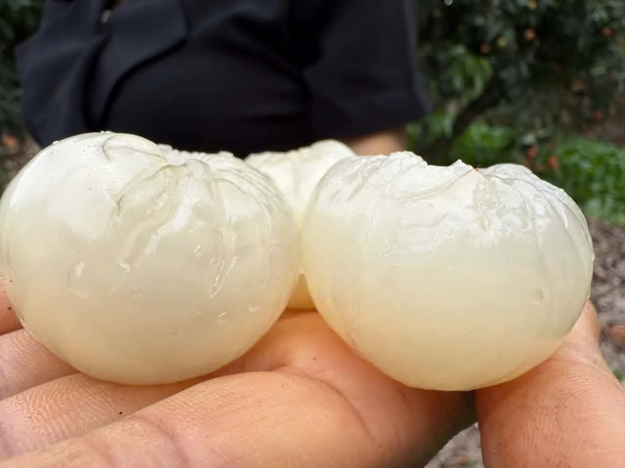Mô hình du lịch mới từ Mùa quả chín xứ Đông - Hình 10