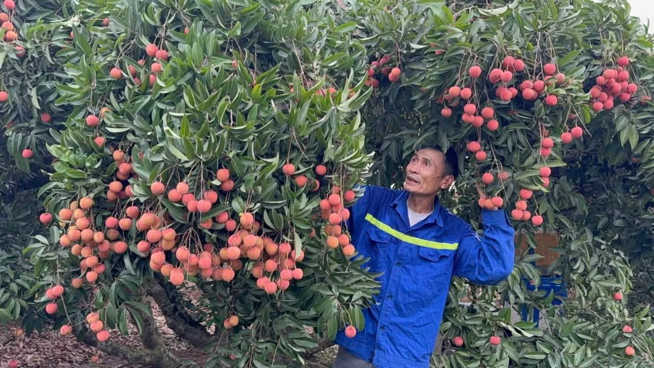 Mô hình du lịch mới từ Mùa quả chín xứ Đông - Hình 11