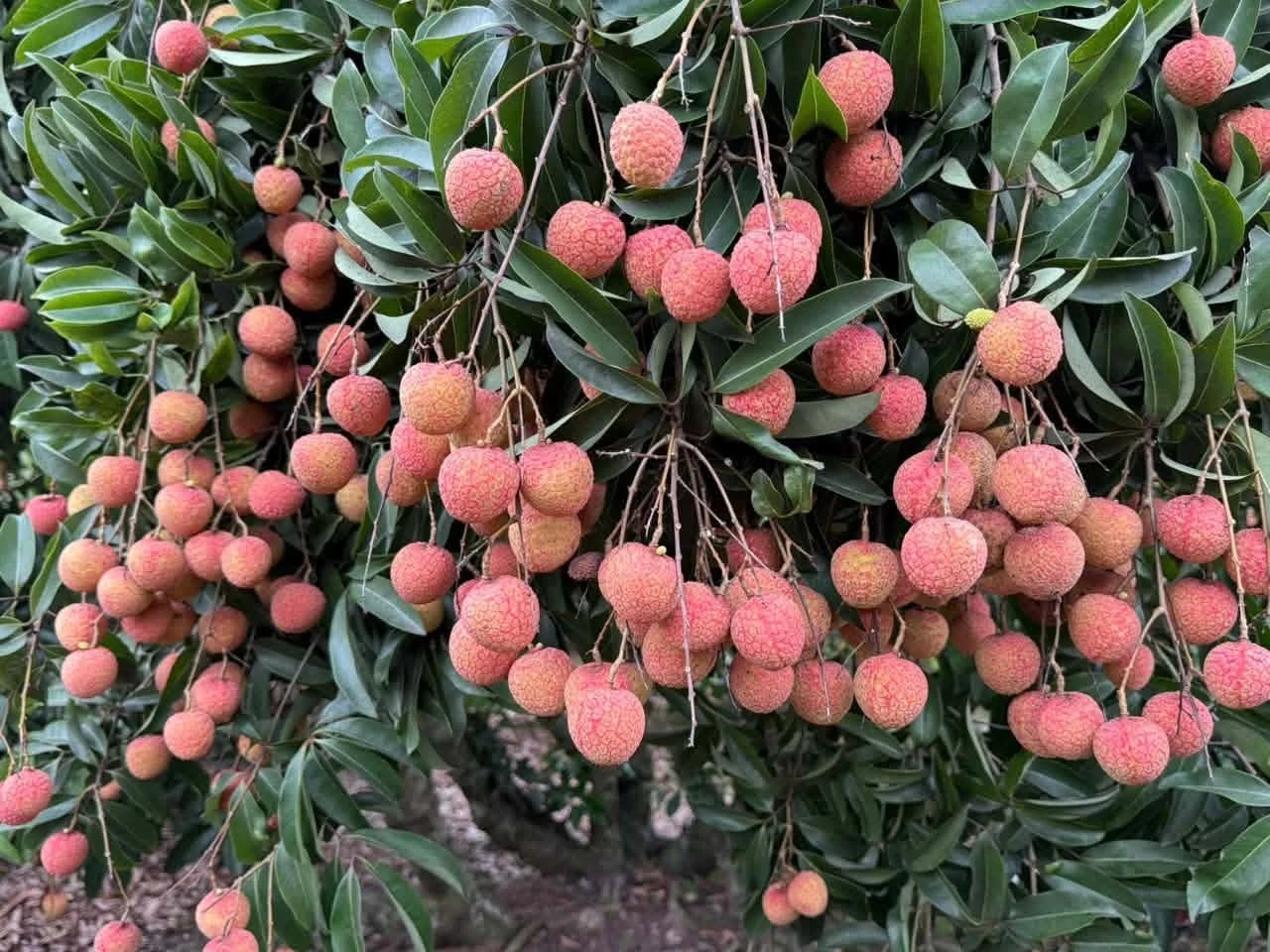 Mô hình du lịch mới từ Mùa quả chín xứ Đông - Hình 4