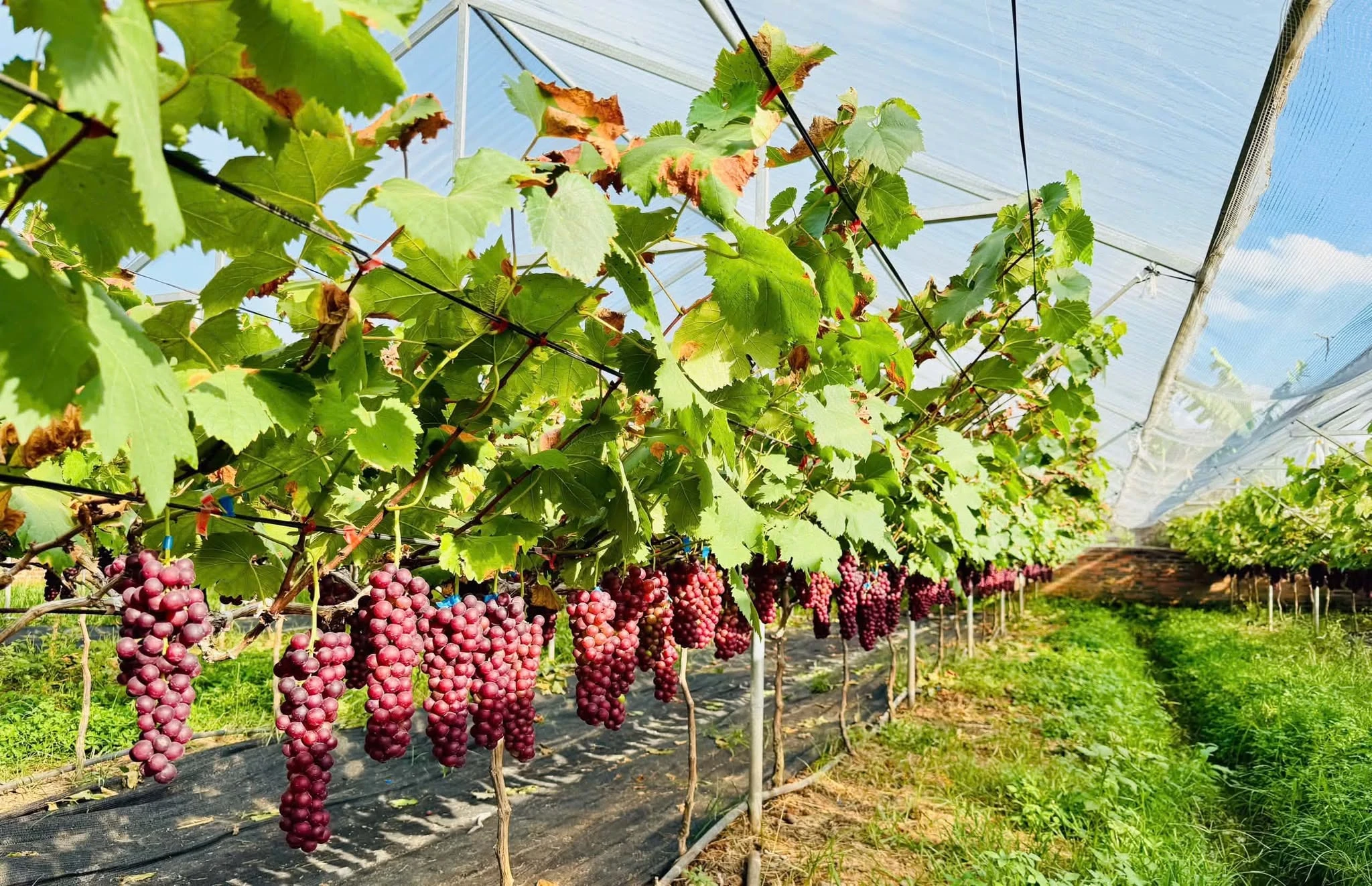 Mô hình du lịch mới từ Mùa quả chín xứ Đông - Hình 14