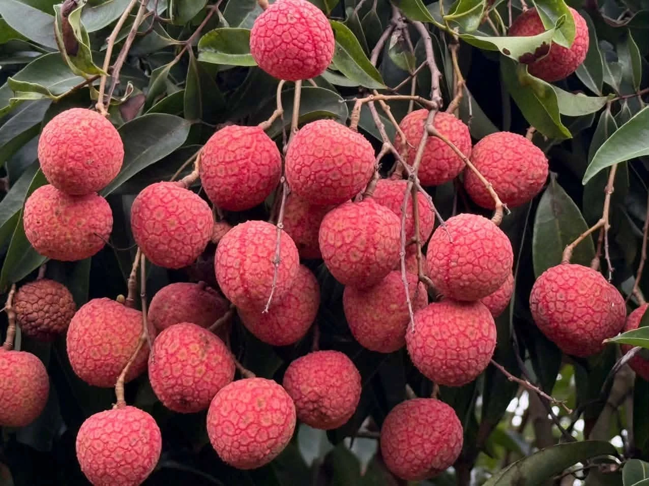 Mô hình du lịch mới từ Mùa quả chín xứ Đông - Hình 8