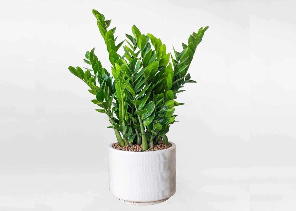 4 loại cây mang ý nghĩa may mắn, thích hợp đặt trong phòng thờ - Hình 1