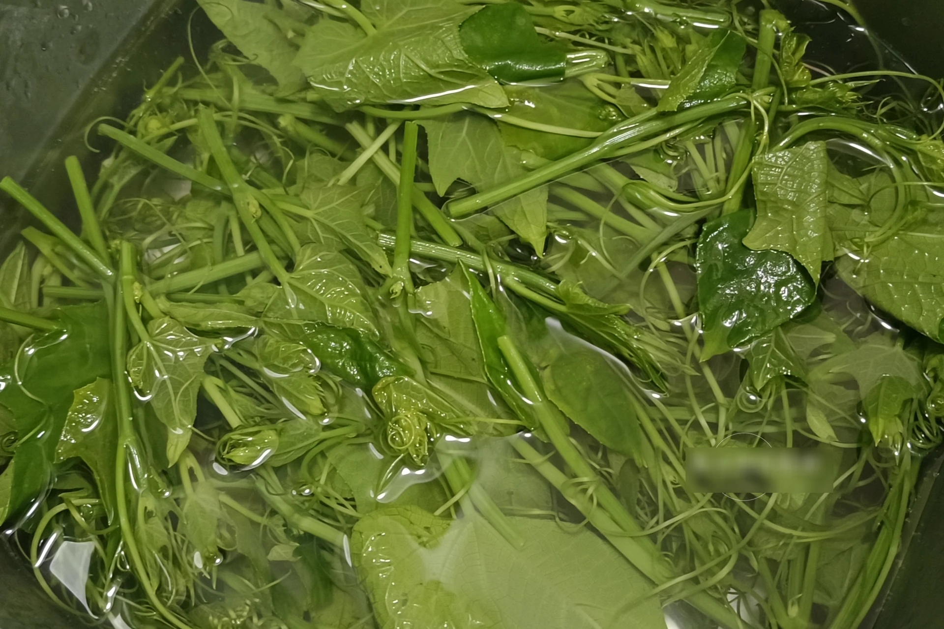Loại rau có axit folic gấp 20 lần cần tây, ăn nhiều giúp đẹp da, tăng cường miễn dịch, lại không lo tăng cân - Hình 4