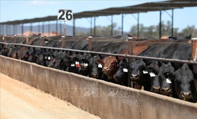 Trung Quốc kích hoạt hàng rào thuế quan đối với thịt bò Australia - Hình 1