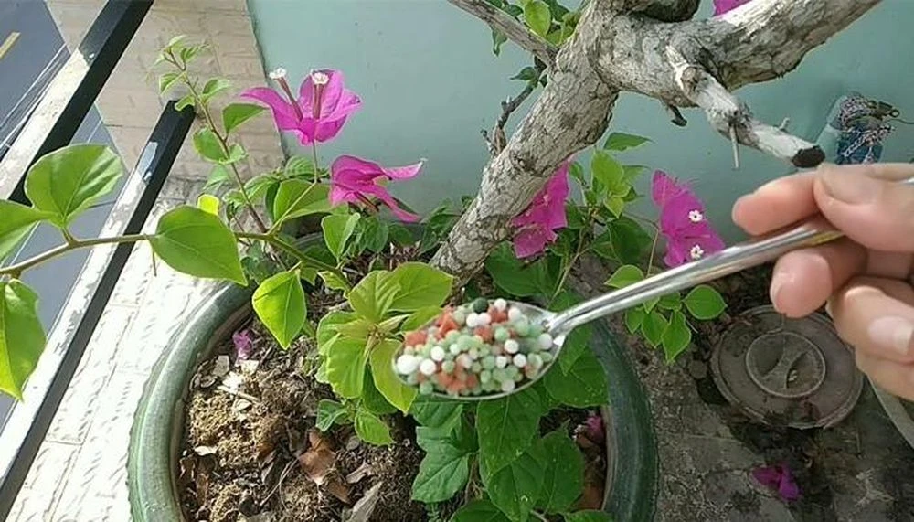 Cách đơn giản để hoa giấy nở rực rỡ quanh năm - Hình 2