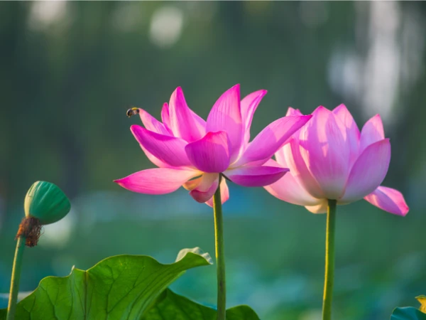 Đúng ngày mai, thứ Hai 8/6/2026, 3 con giáp sự nghiệp hanh thông, Tài Lộc thịnh vượng, bước chân ra ngoài tiền bạc đầy tay không ngờ - Hình 1