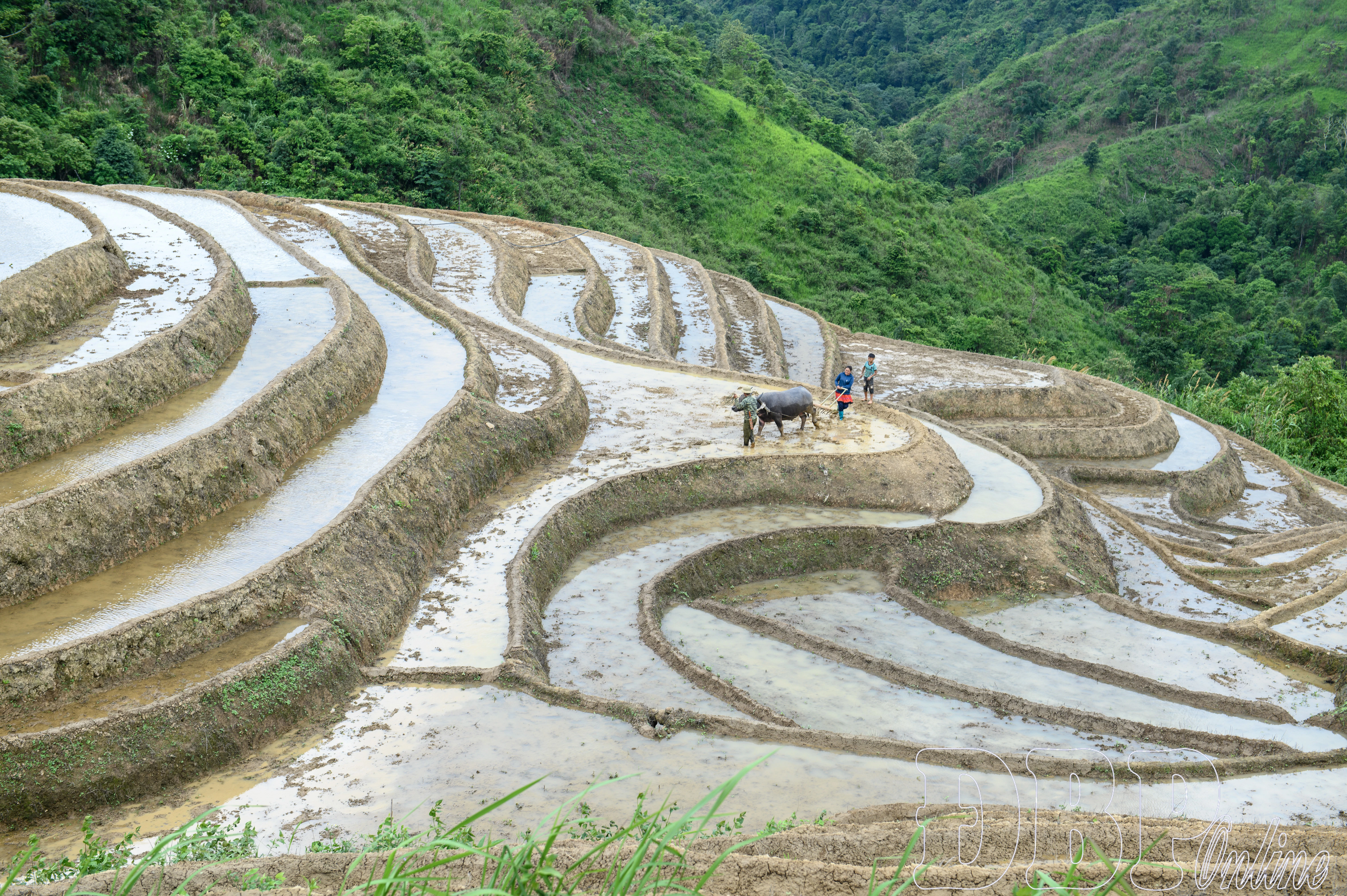 Mùa nước đổ trên ruộng bậc thang Pu Nhi - Hình 4