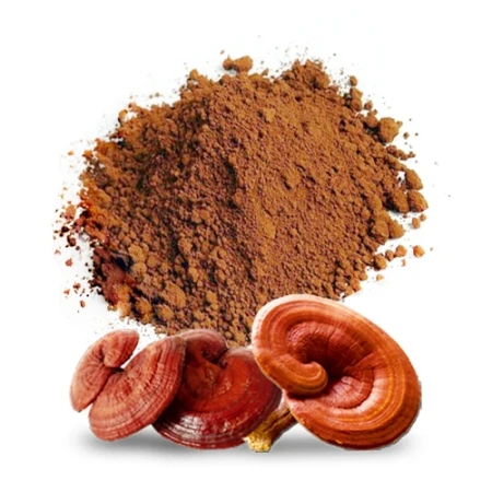 Cách sử dụng nấm linh chi đúng và an toàn - Hình 2
