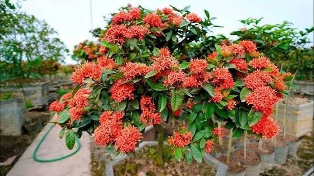 Có nên trồng hoa Mẫu Đơn trước nhà? - Hình 1
