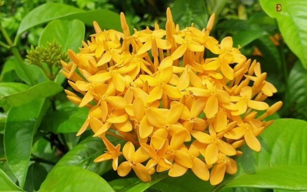 Có nên trồng hoa Mẫu Đơn trước nhà? - Hình 2
